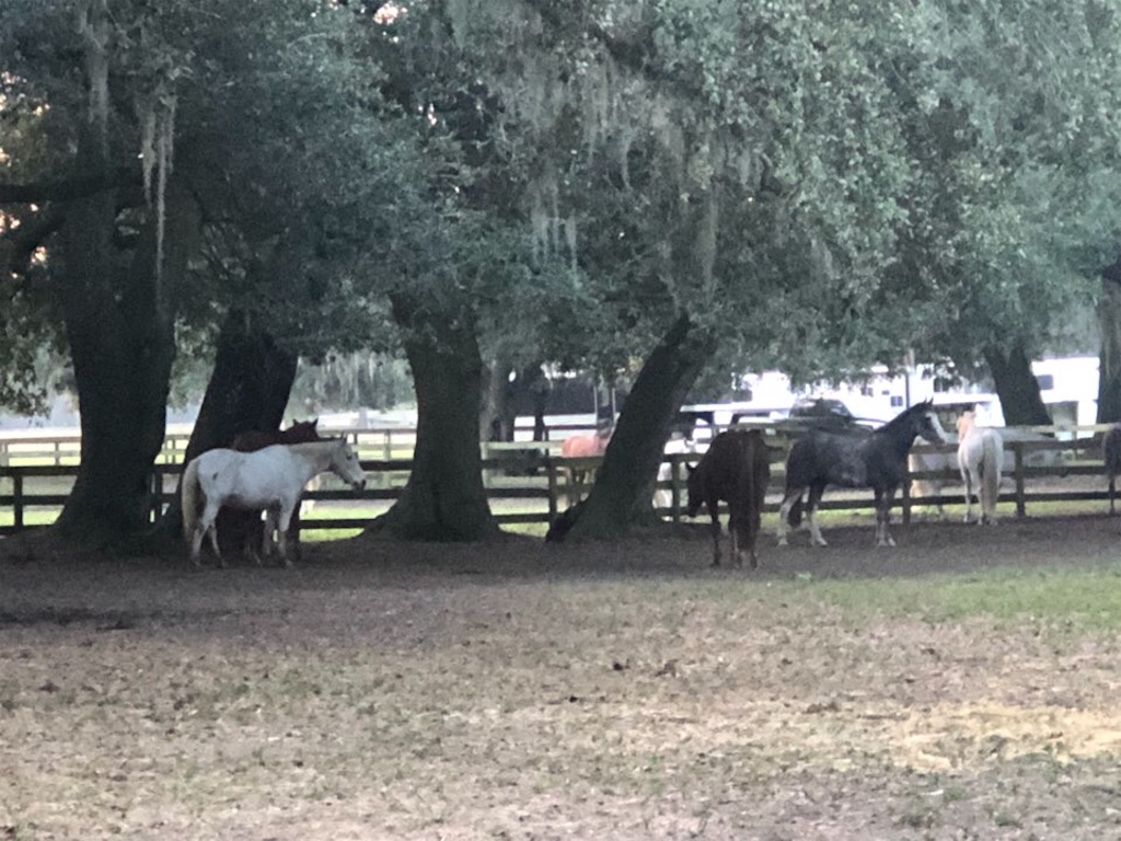 f:id:Toshibo:20201128204708j:image f:id:Toshibo:20201128204708j:image