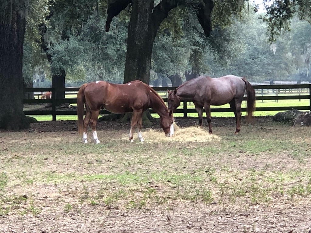 f:id:Toshibo:20201129114056j:image f:id:Toshibo:20201129114056j:image