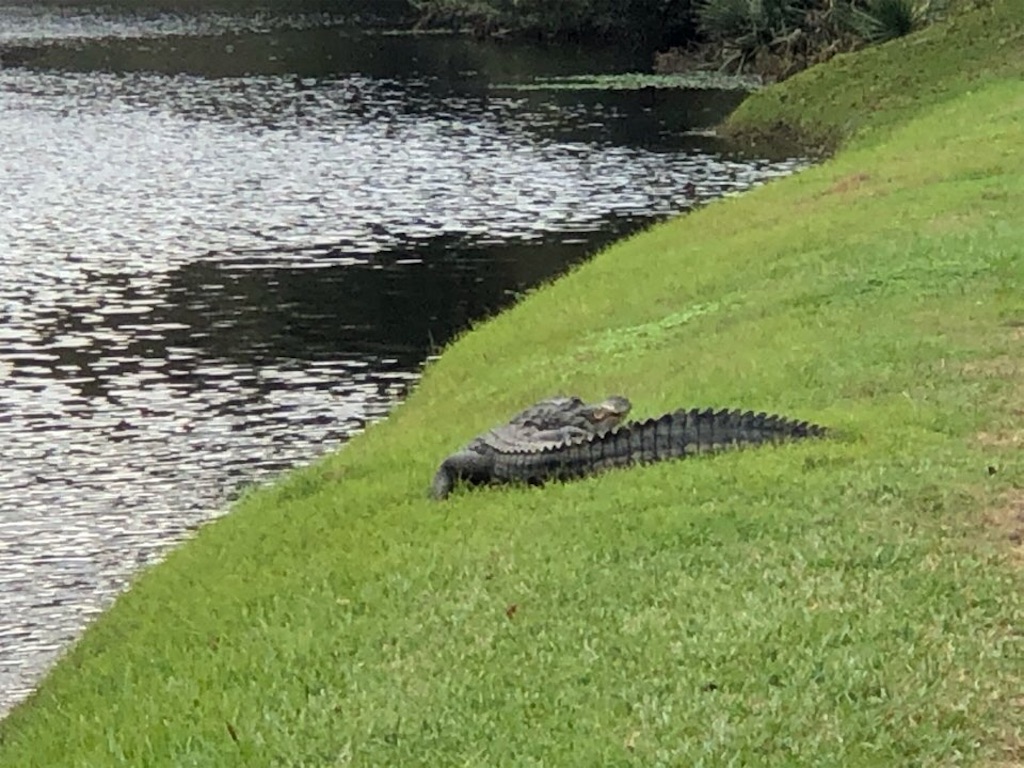 f:id:Toshibo:20201129114246j:image