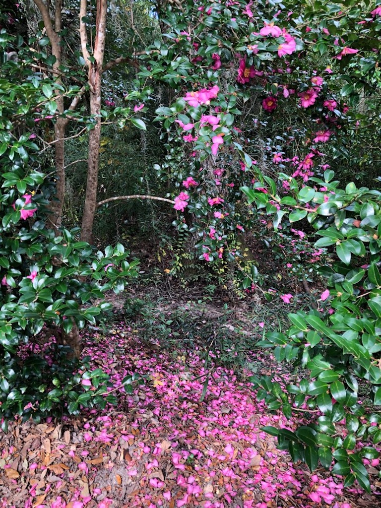 f:id:Toshibo:20201129114406j:image f:id:Toshibo:20201129114406j:image