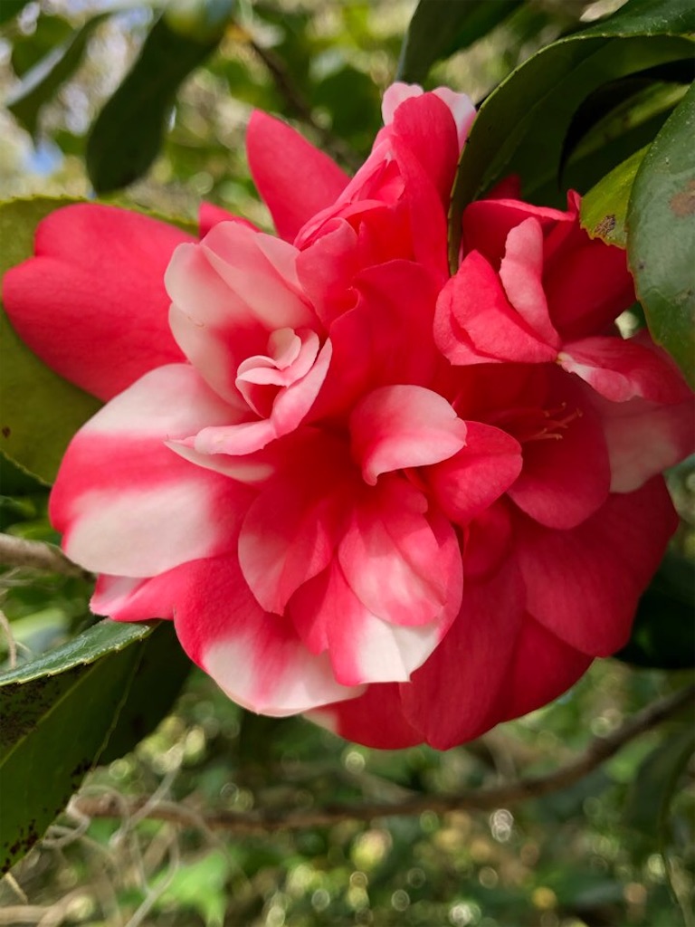 f:id:Toshibo:20201129114410j:image f:id:Toshibo:20201129114410j:image