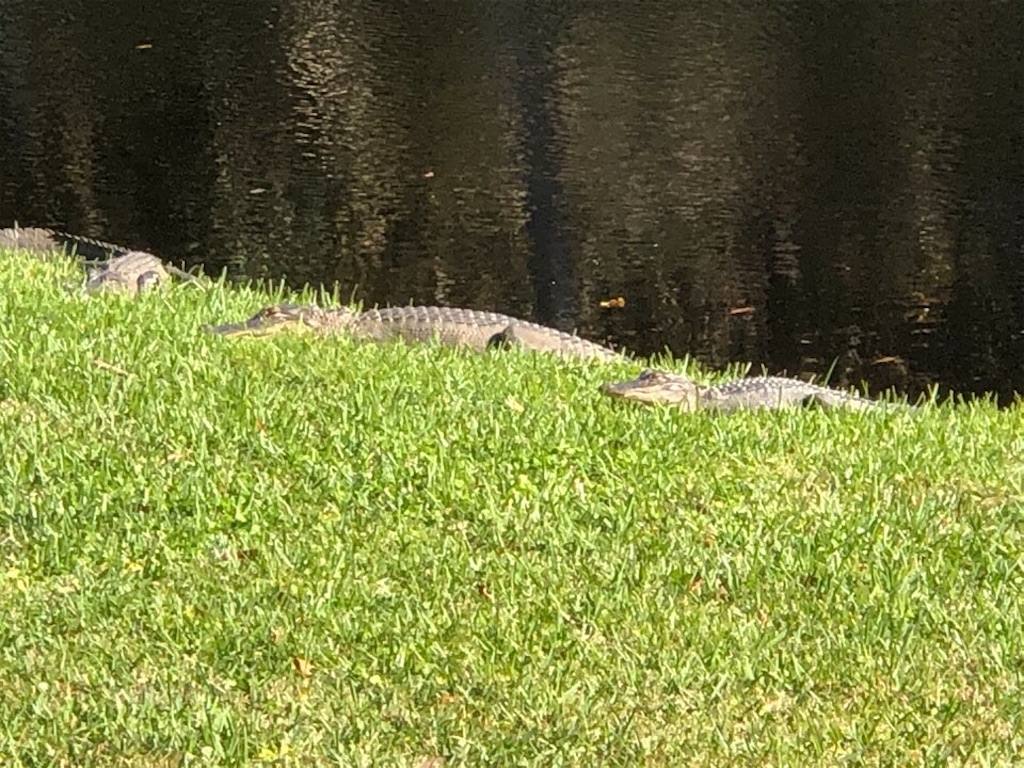 f:id:Toshibo:20201129114840j:image