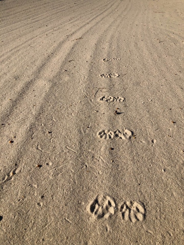 f:id:Toshibo:20201229225554j:image