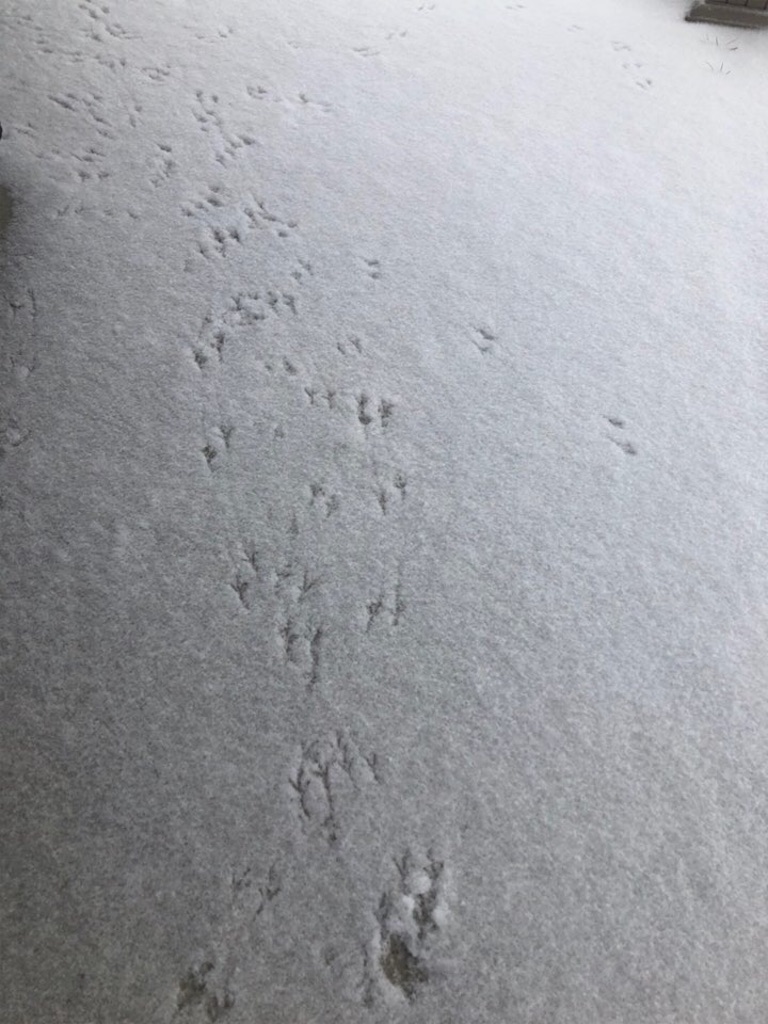 f:id:Toshibo:20210221125011j:image