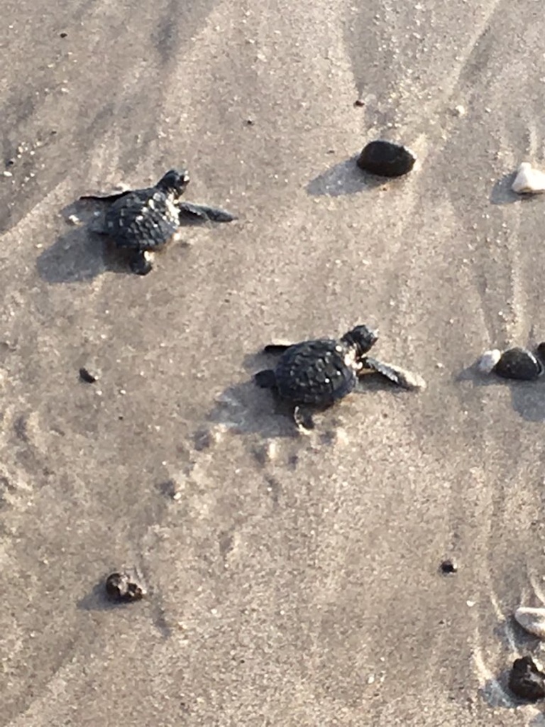 f:id:Toshibo:20210222101648j:image f:id:Toshibo:20210222101648j:image