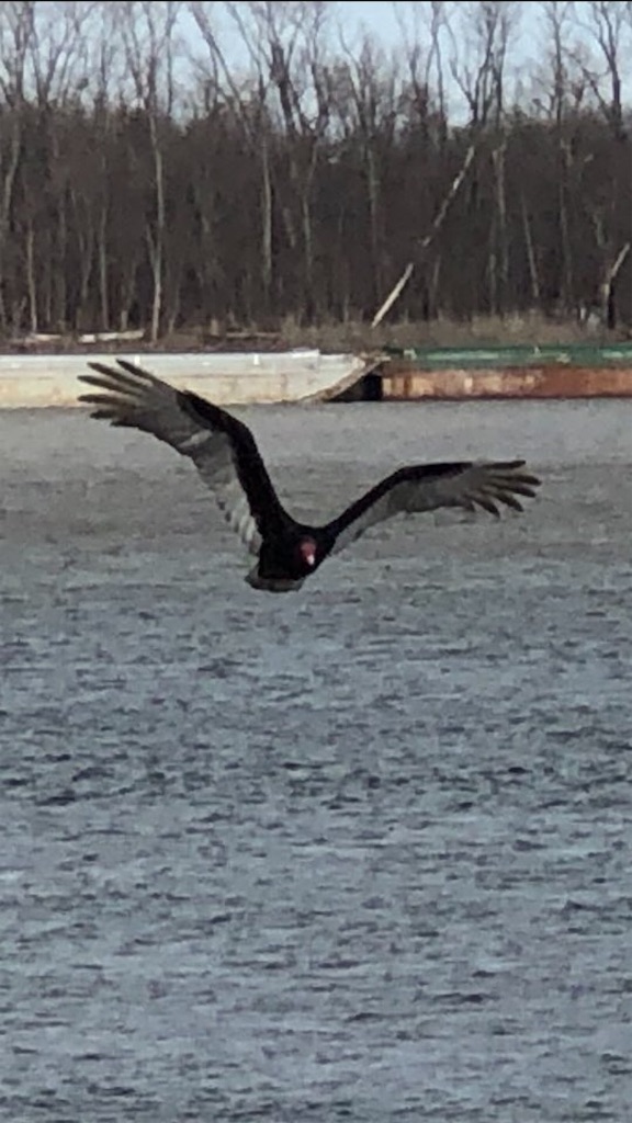 f:id:Toshibo:20210302124003j:image