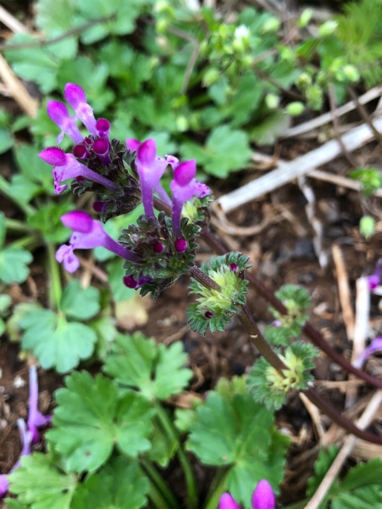 f:id:Toshibo:20210315080248j:image f:id:Toshibo:20210315080248j:image