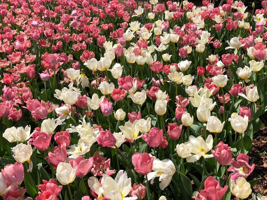 f:id:Toshibo:20210330230304j:image f:id:Toshibo:20210330230304j:image