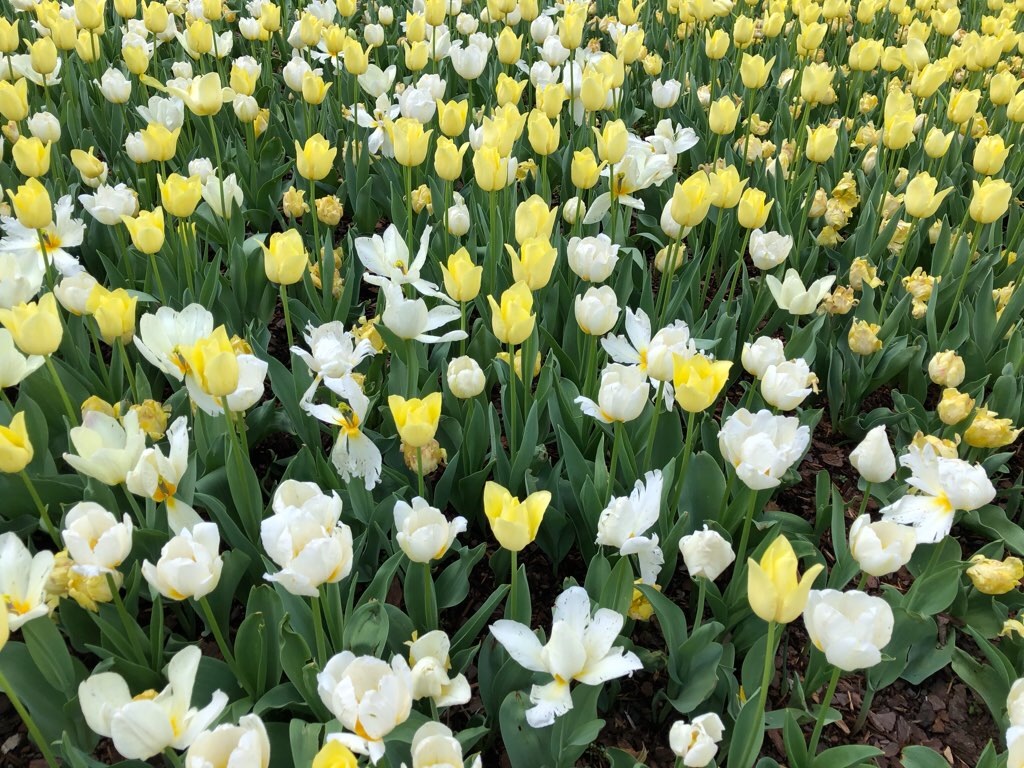 f:id:Toshibo:20210330230309j:image f:id:Toshibo:20210330230309j:image