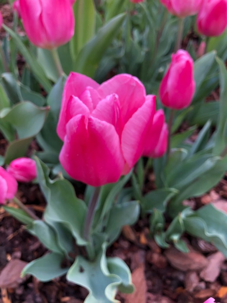 f:id:Toshibo:20210330230317j:image f:id:Toshibo:20210330230317j:image