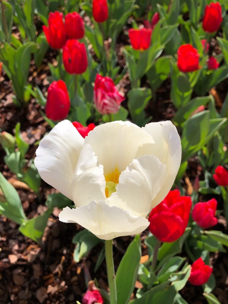 f:id:Toshibo:20210330230326j:image f:id:Toshibo:20210330230326j:image