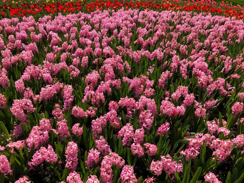 f:id:Toshibo:20210330230338j:image f:id:Toshibo:20210330230338j:image