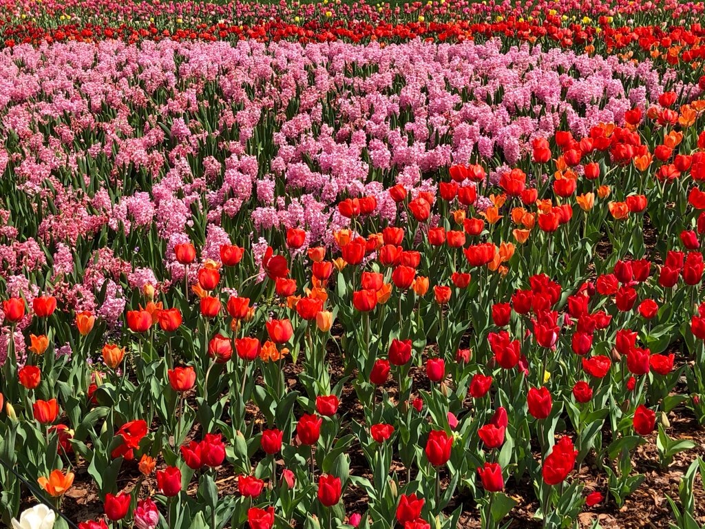 f:id:Toshibo:20210330230346j:image f:id:Toshibo:20210330230346j:image