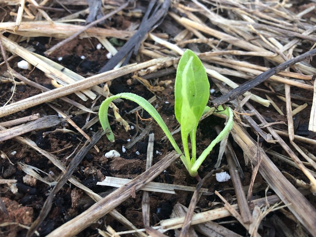 f:id:Toshibo:20210405222746j:image