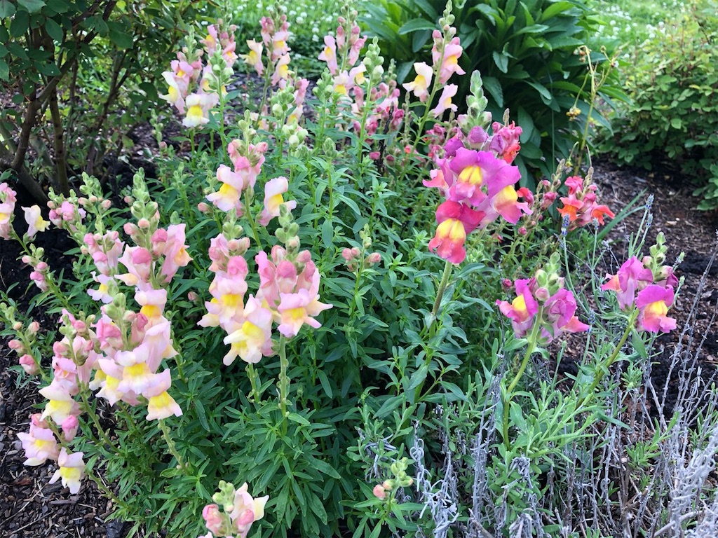 f:id:Toshibo:20210504220259j:image