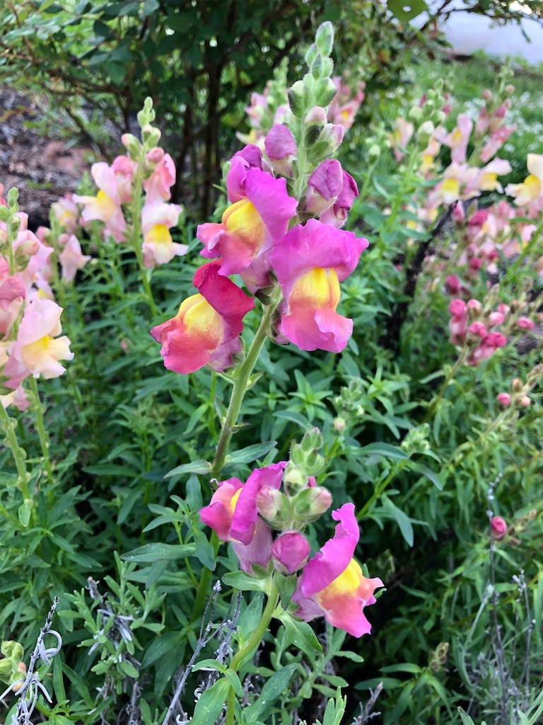 f:id:Toshibo:20210504220303j:image