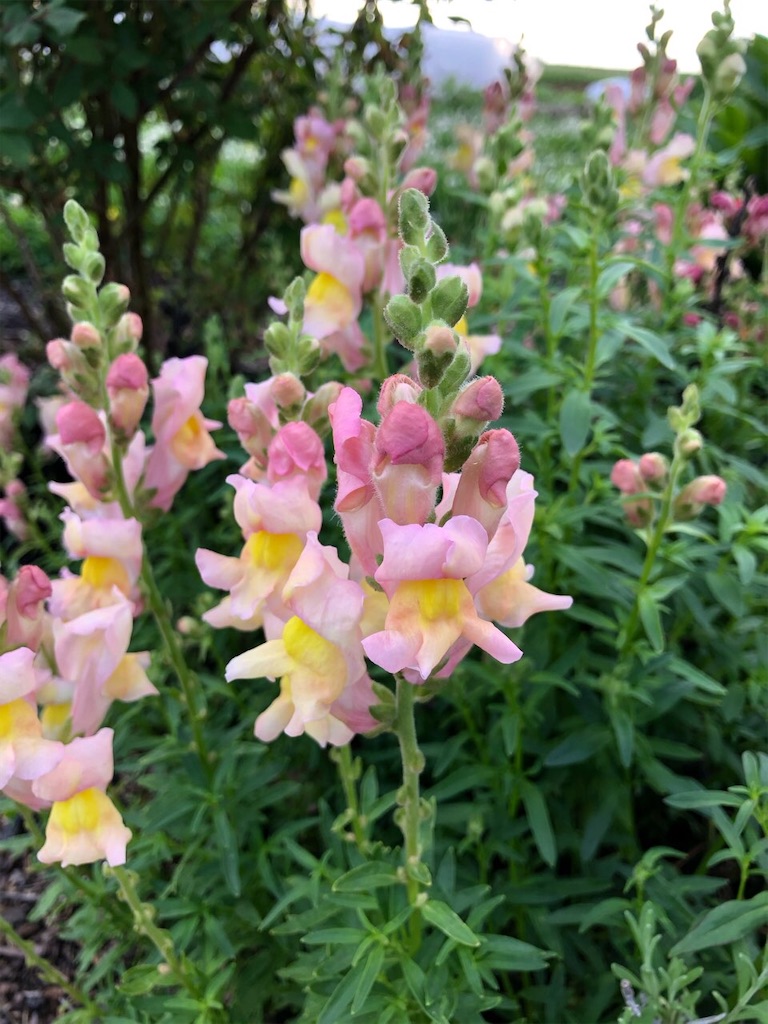 f:id:Toshibo:20210504220307j:image