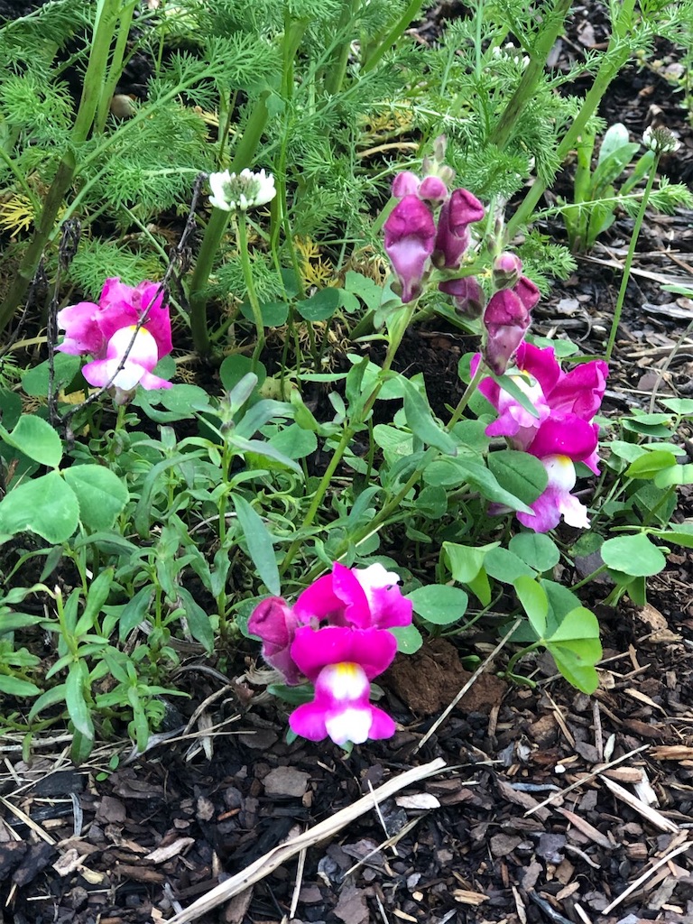 f:id:Toshibo:20210504220314j:image