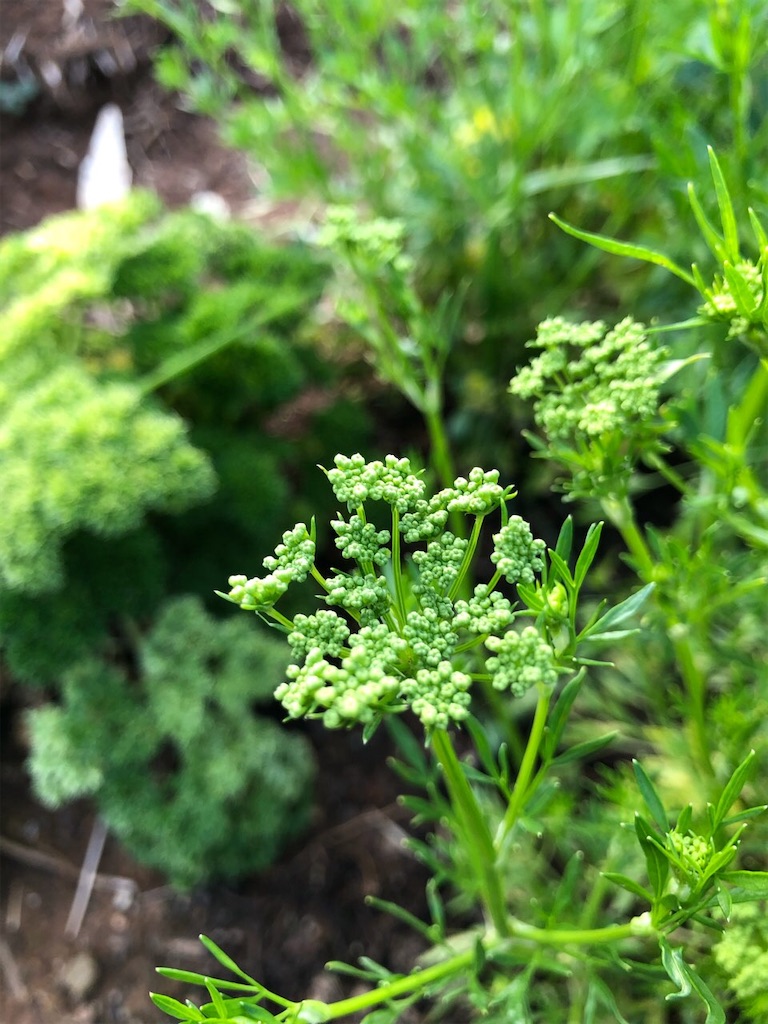 f:id:Toshibo:20210504220319j:image