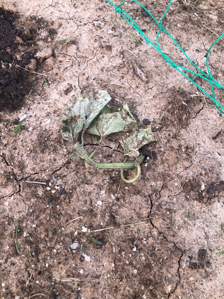 f:id:Toshibo:20210512231141j:image