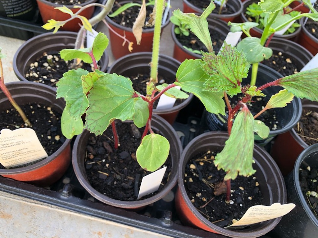 f:id:Toshibo:20210522213014j:image