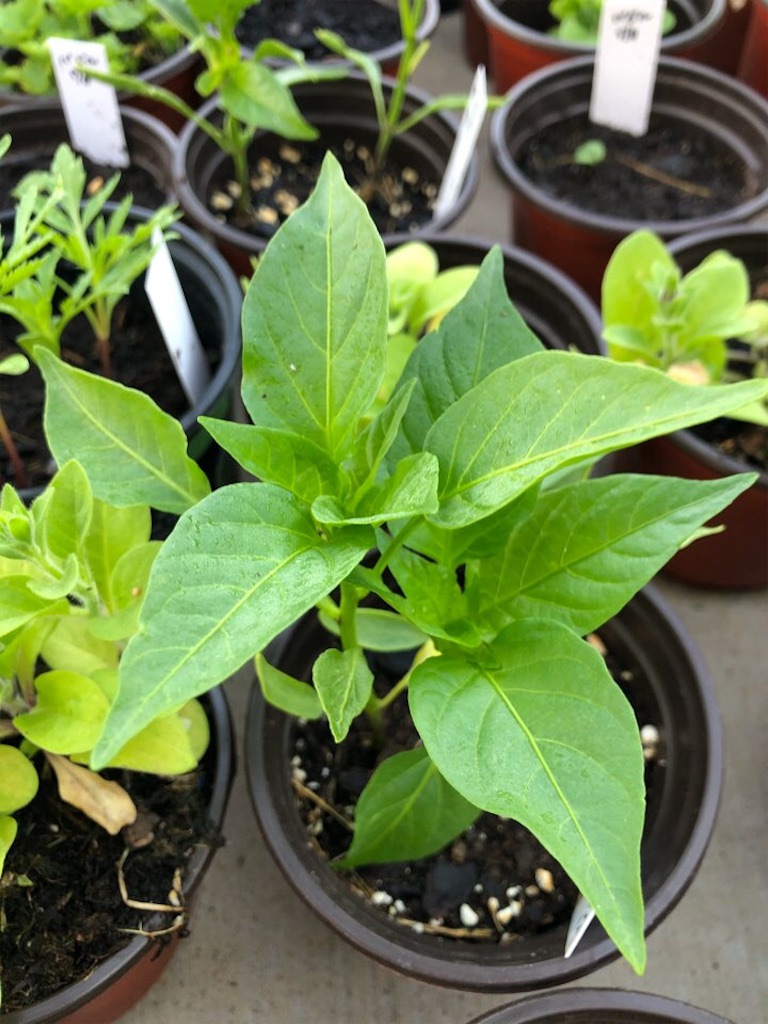 f:id:Toshibo:20210522213019j:image