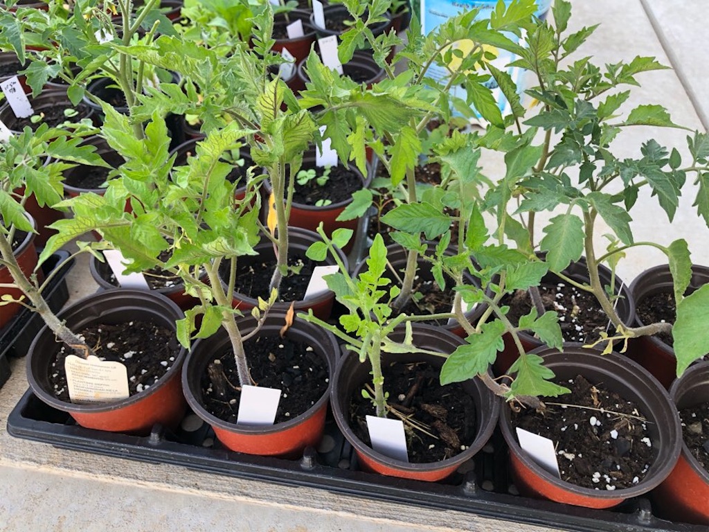 f:id:Toshibo:20210522213022j:image