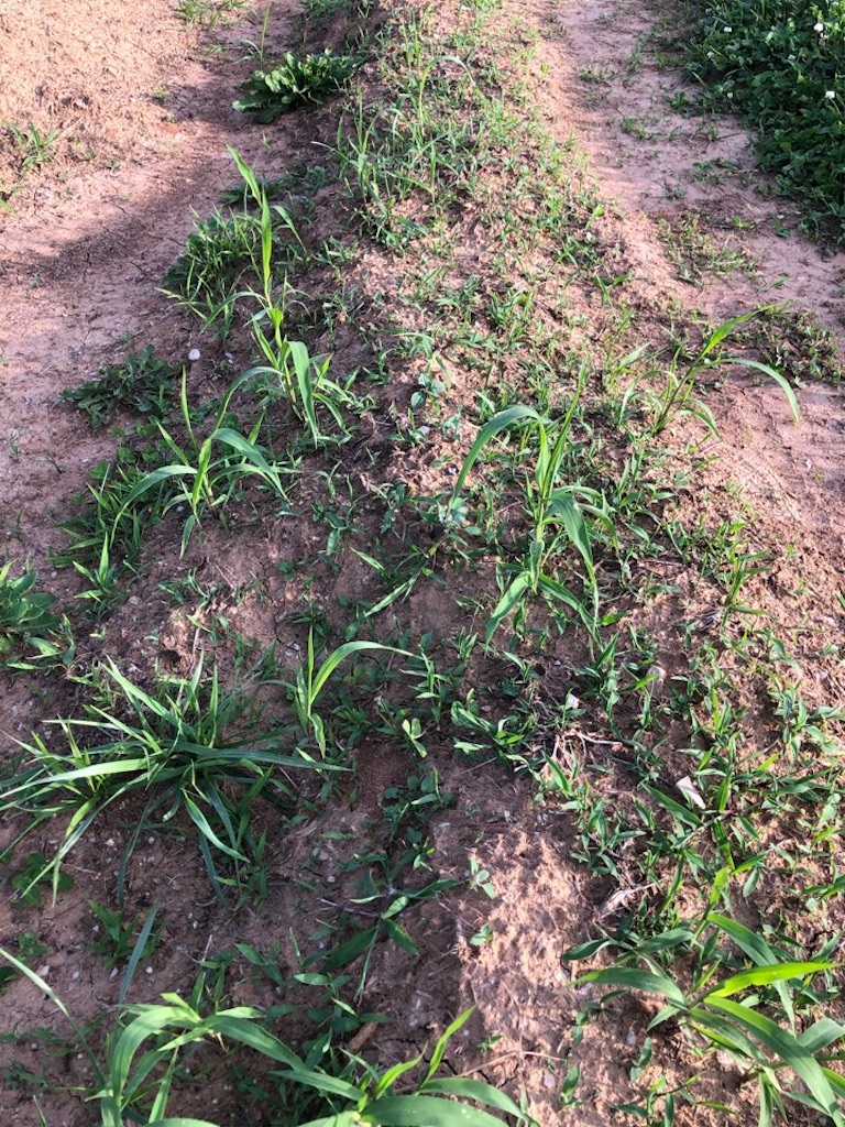 f:id:Toshibo:20210522213027j:image