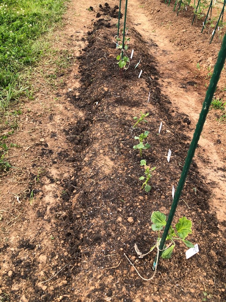 f:id:Toshibo:20210523225456j:image