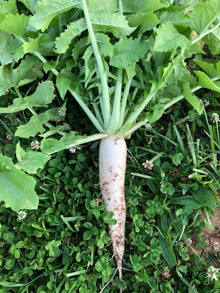 f:id:Toshibo:20210524220300j:image f:id:Toshibo:20210524220300j:image