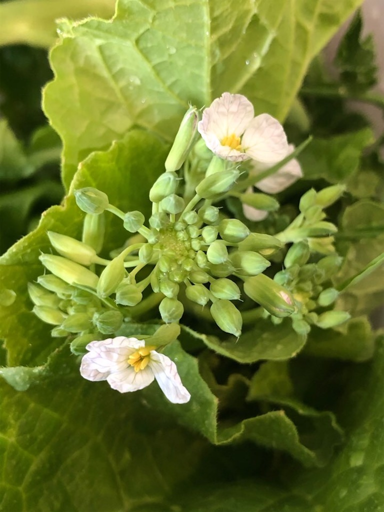 f:id:Toshibo:20210524220306j:image f:id:Toshibo:20210524220306j:image