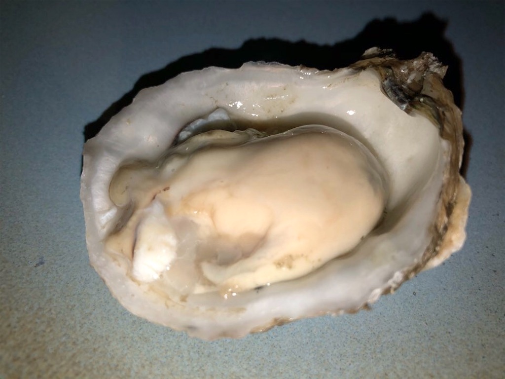 f:id:Toshibo:20210530201307j:image