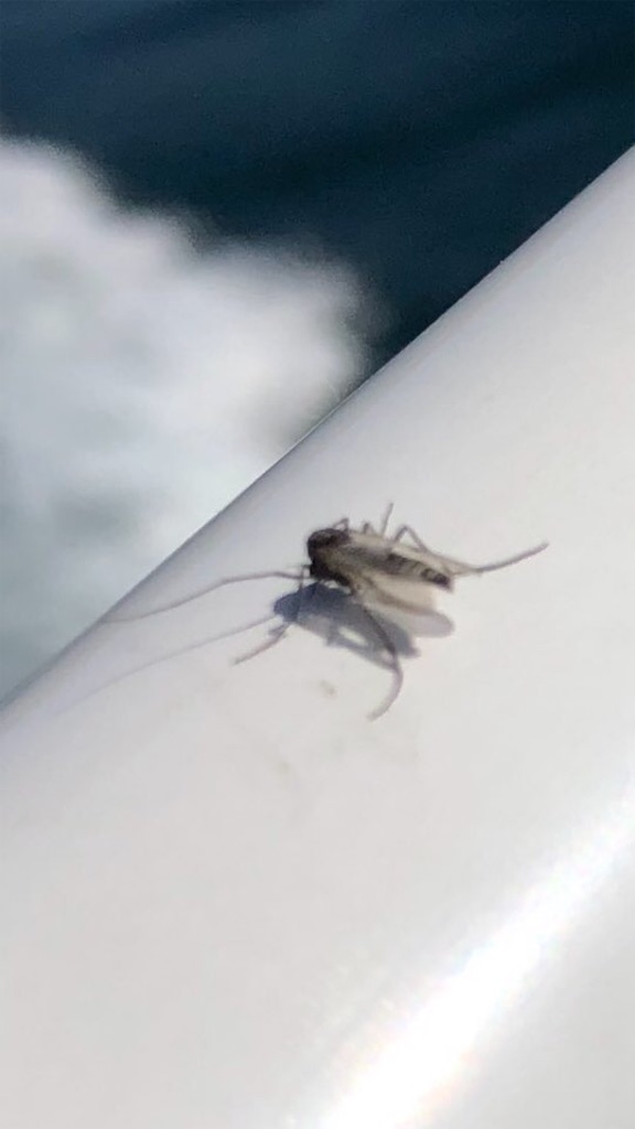 f:id:Toshibo:20210608113325j:image f:id:Toshibo:20210608113325j:image