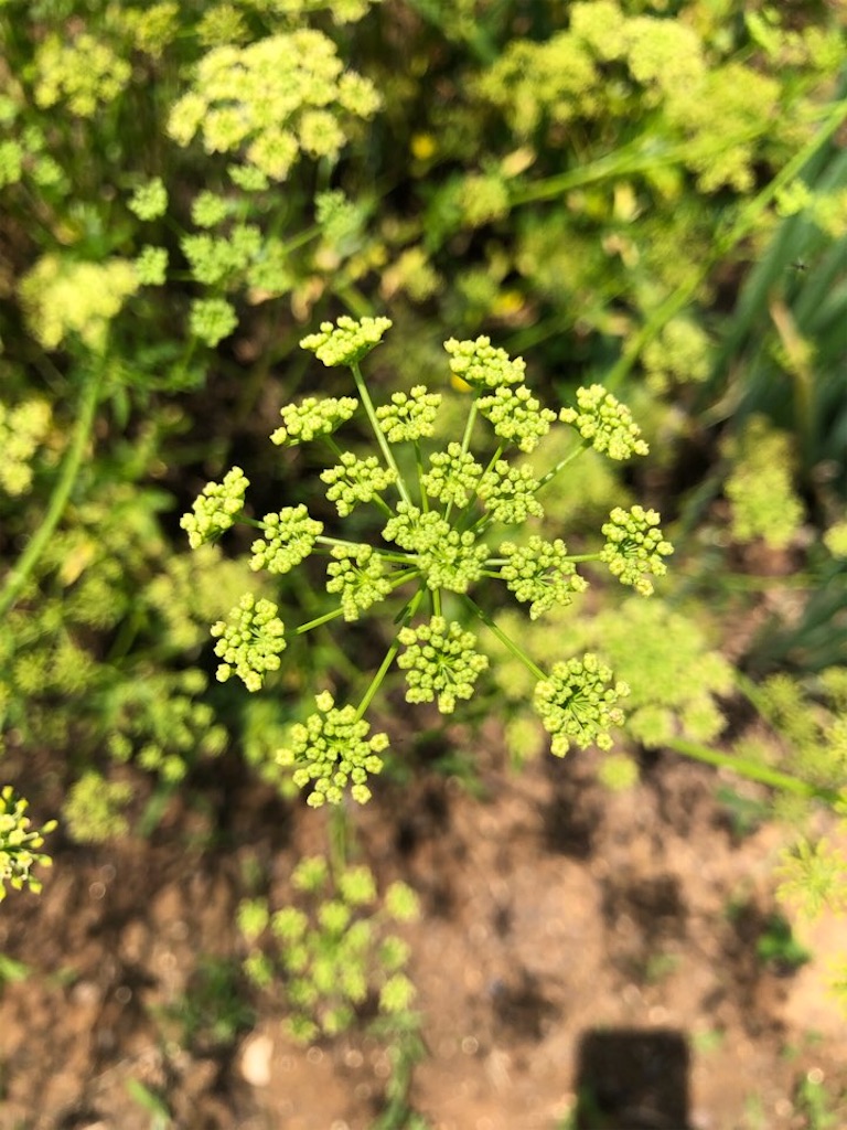 f:id:Toshibo:20210613214957j:image