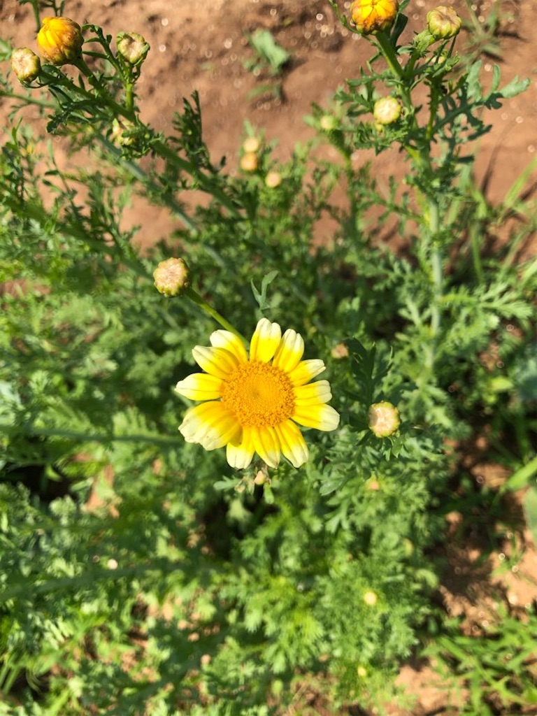 f:id:Toshibo:20210613215002j:image