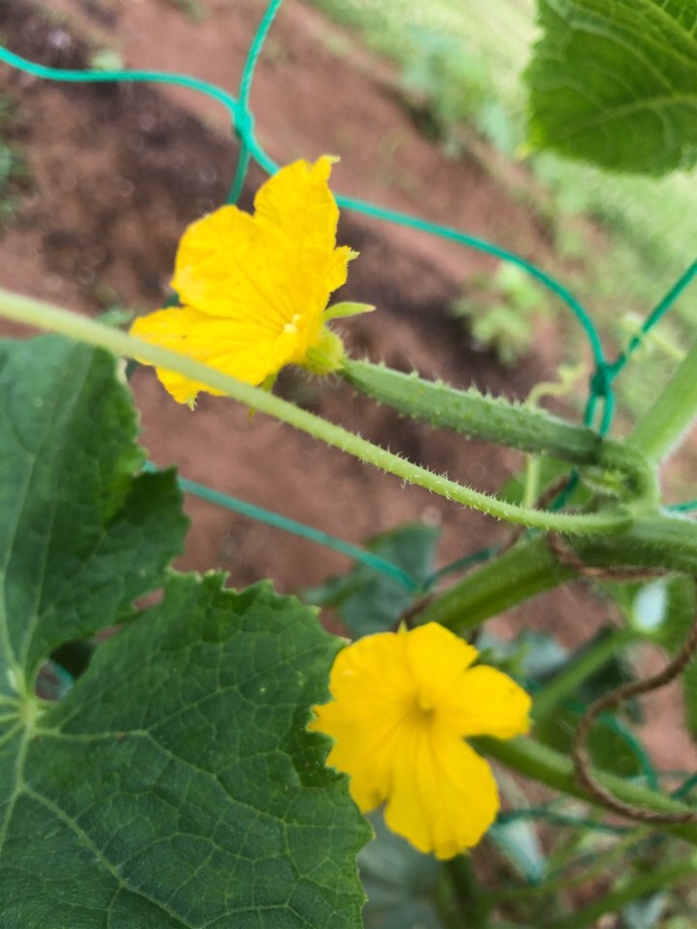 f:id:Toshibo:20210613215012j:image