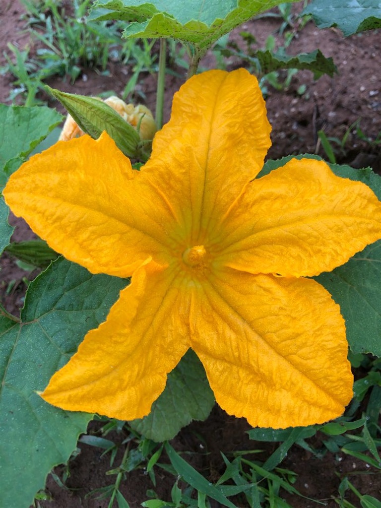 f:id:Toshibo:20210613215018j:image