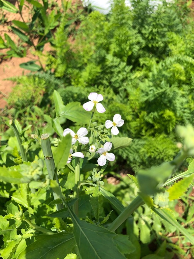 f:id:Toshibo:20210613215025j:image