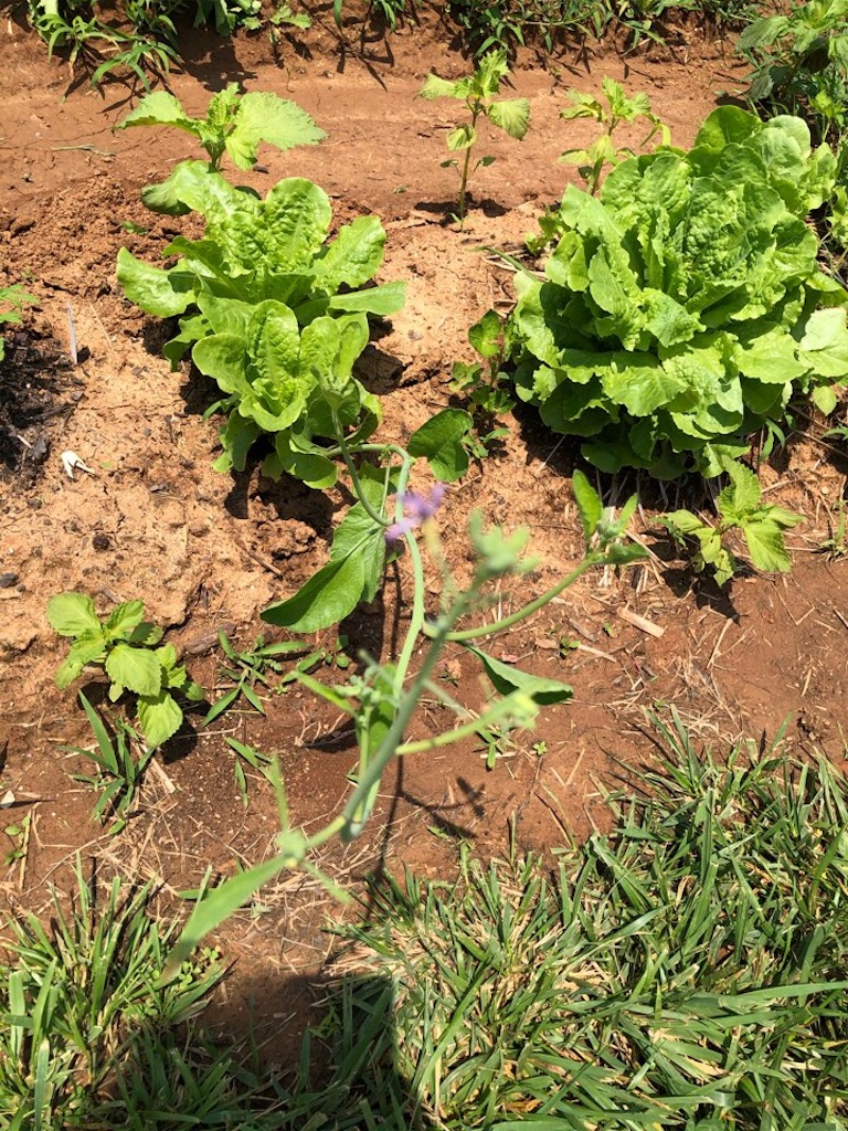 f:id:Toshibo:20210613215036j:image