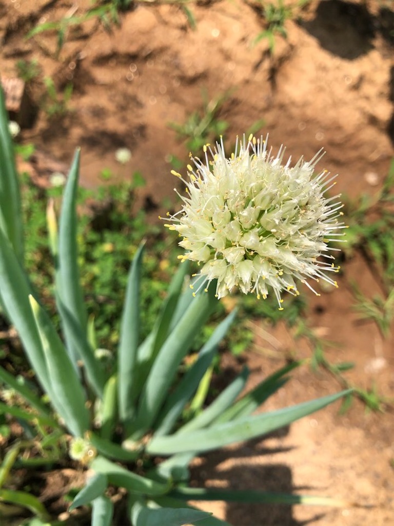 f:id:Toshibo:20210613215052j:image