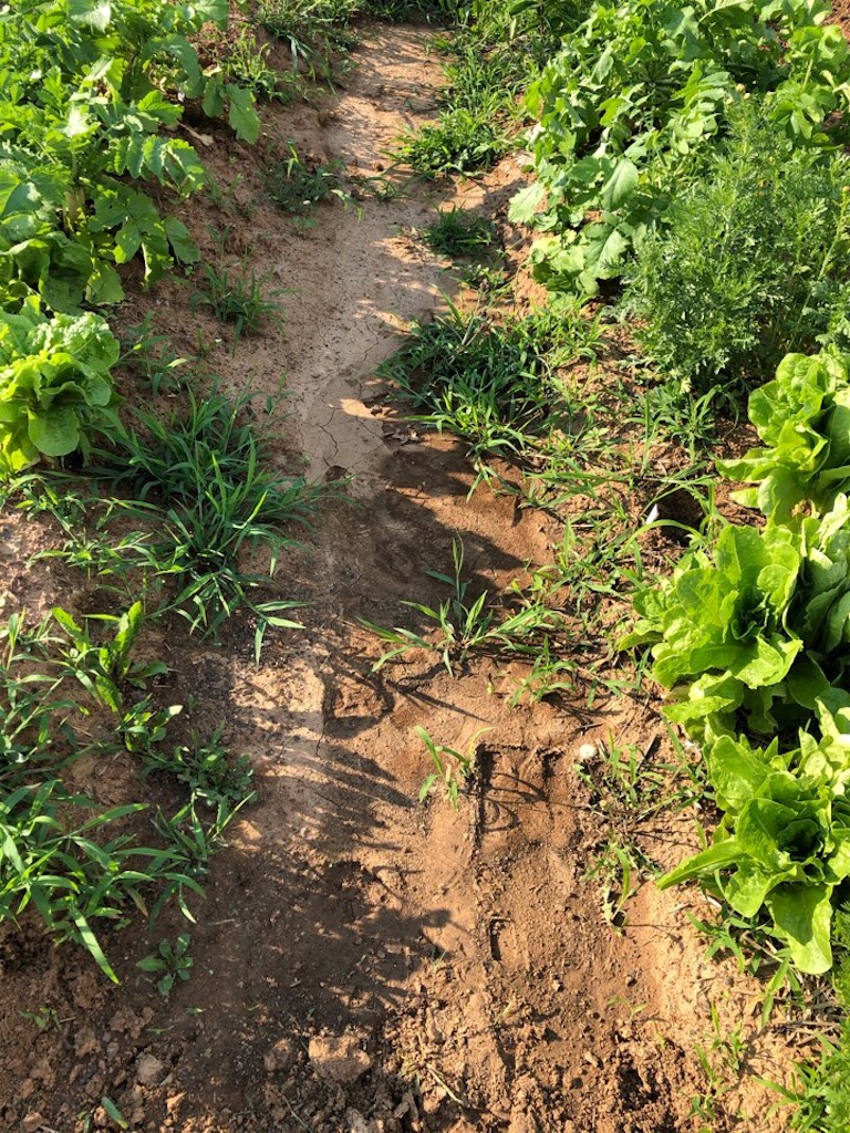 f:id:Toshibo:20210613215136j:image