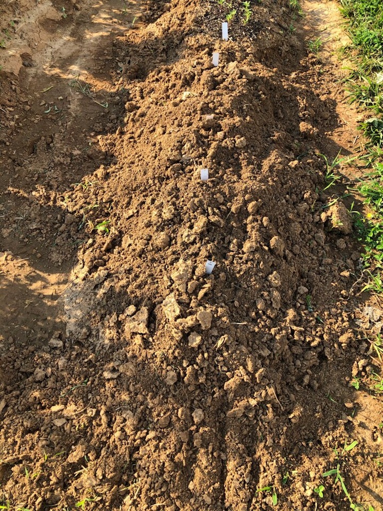 f:id:Toshibo:20210613215229j:image