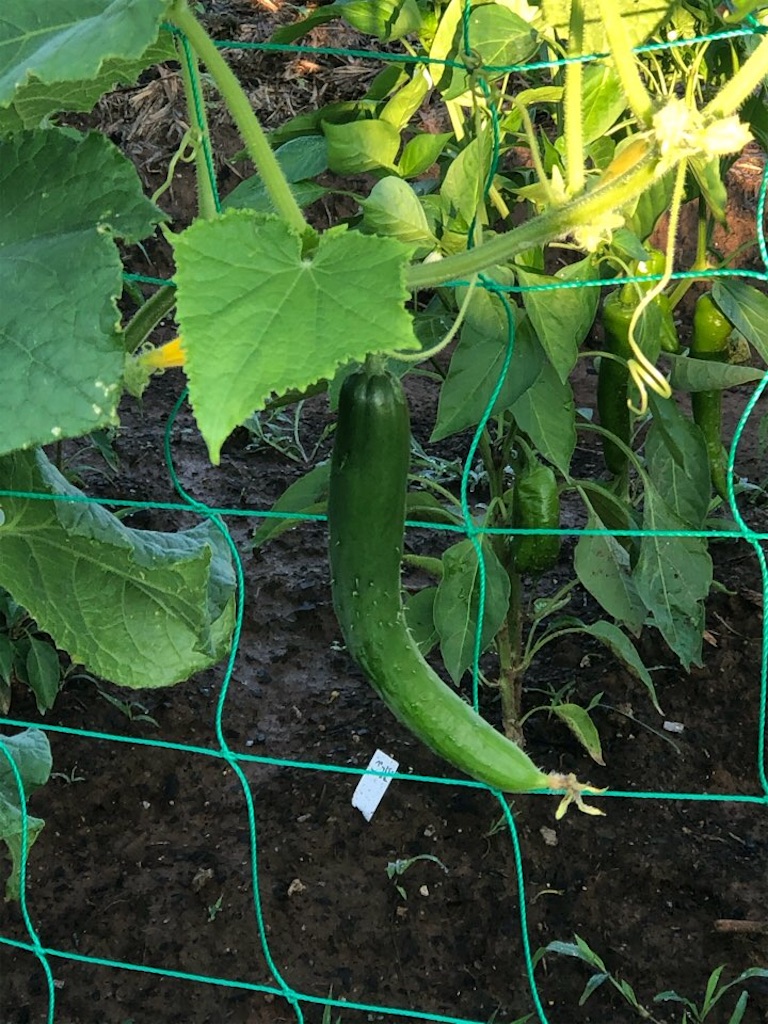 f:id:Toshibo:20210702214154j:image