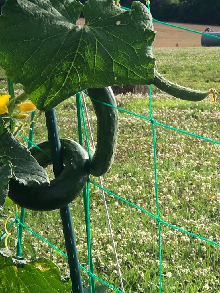 f:id:Toshibo:20210702214158j:image