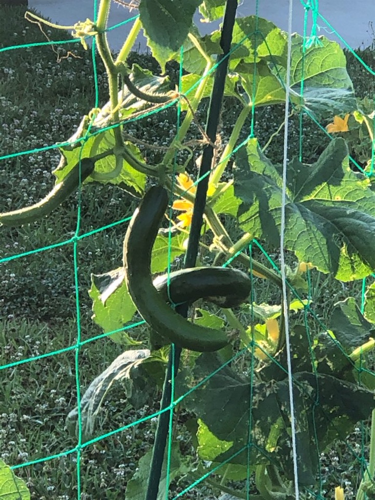 f:id:Toshibo:20210702214202j:image