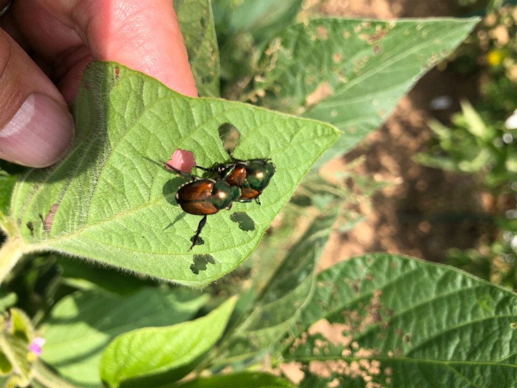 f:id:Toshibo:20210715215515j:image