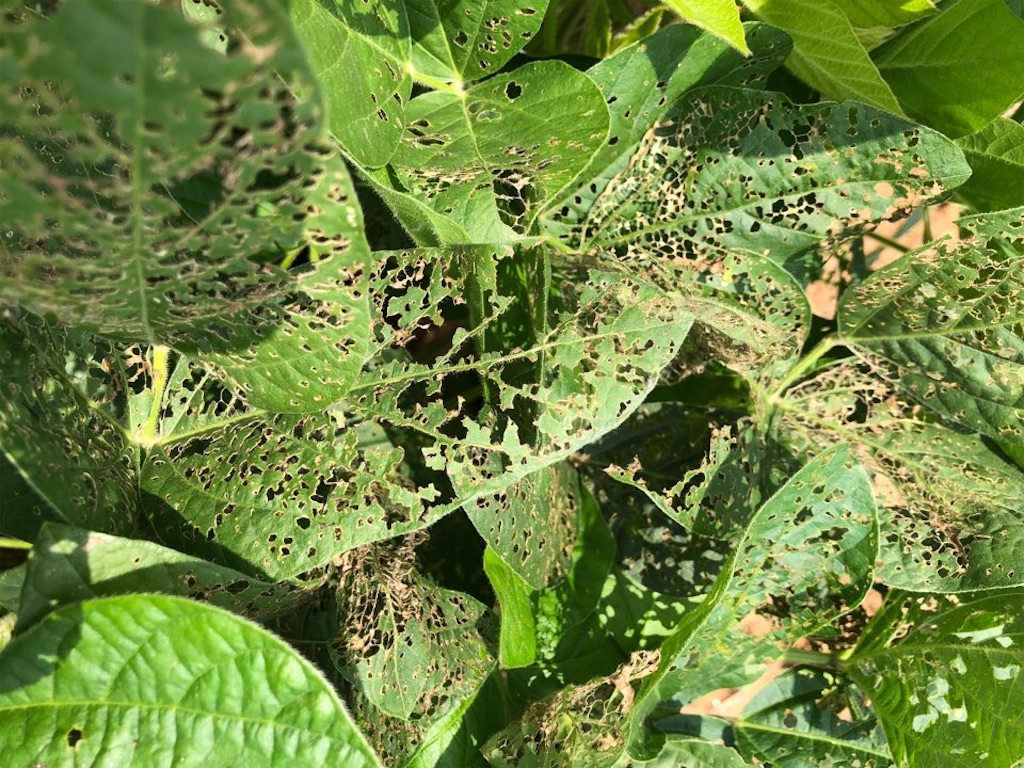 f:id:Toshibo:20210715215527j:image