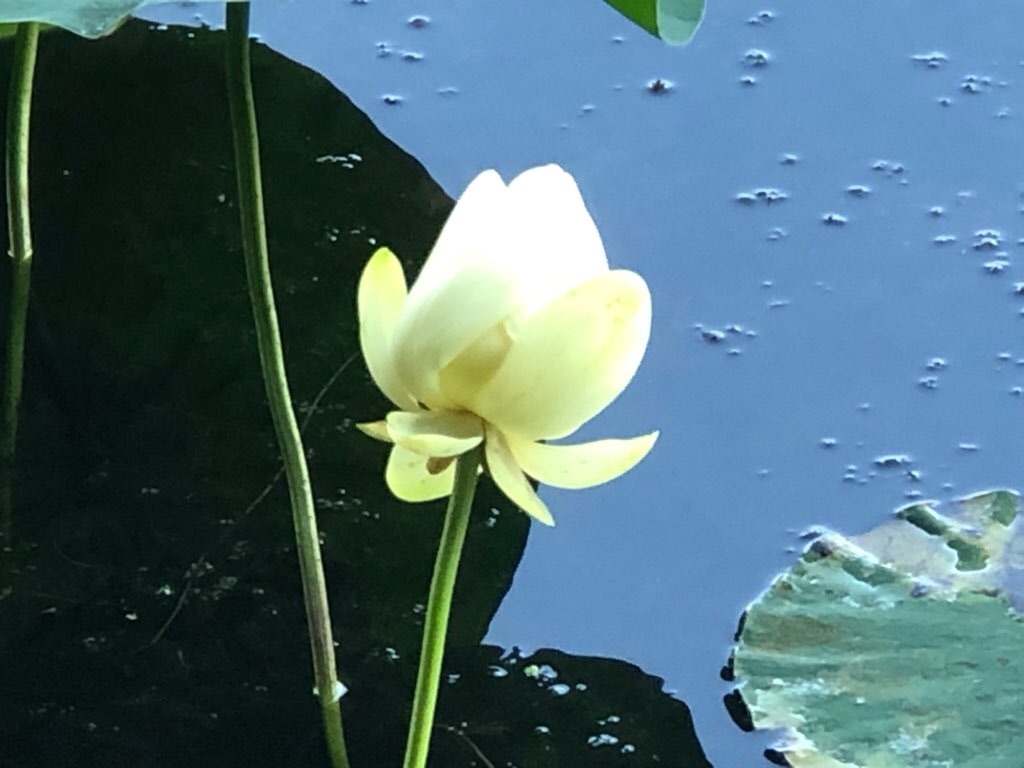 f:id:Toshibo:20210728122918j:image