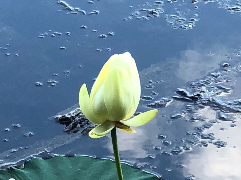 f:id:Toshibo:20210728122923j:image