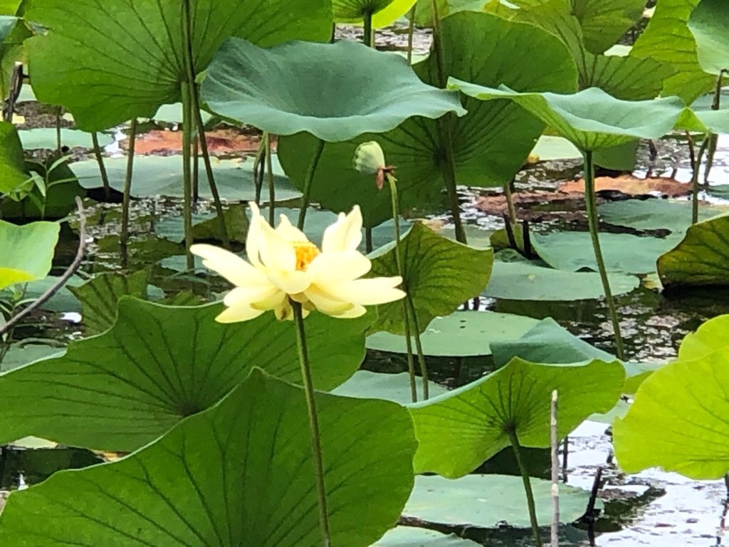 f:id:Toshibo:20210728123247j:image